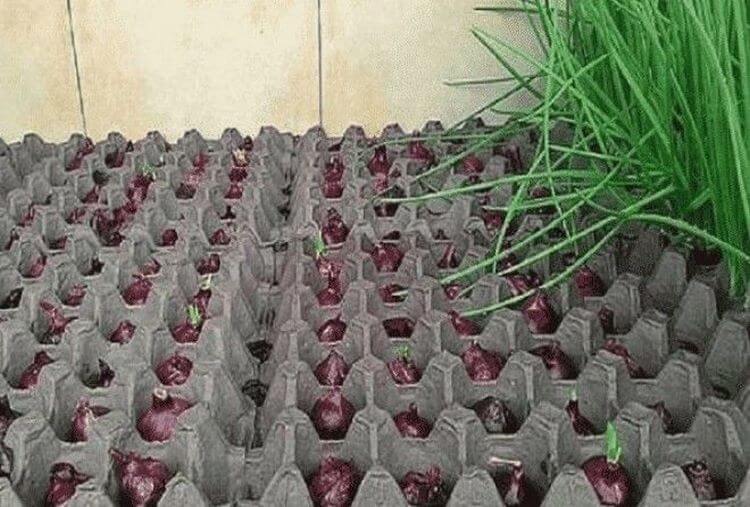 Интересный способ выращивания лука