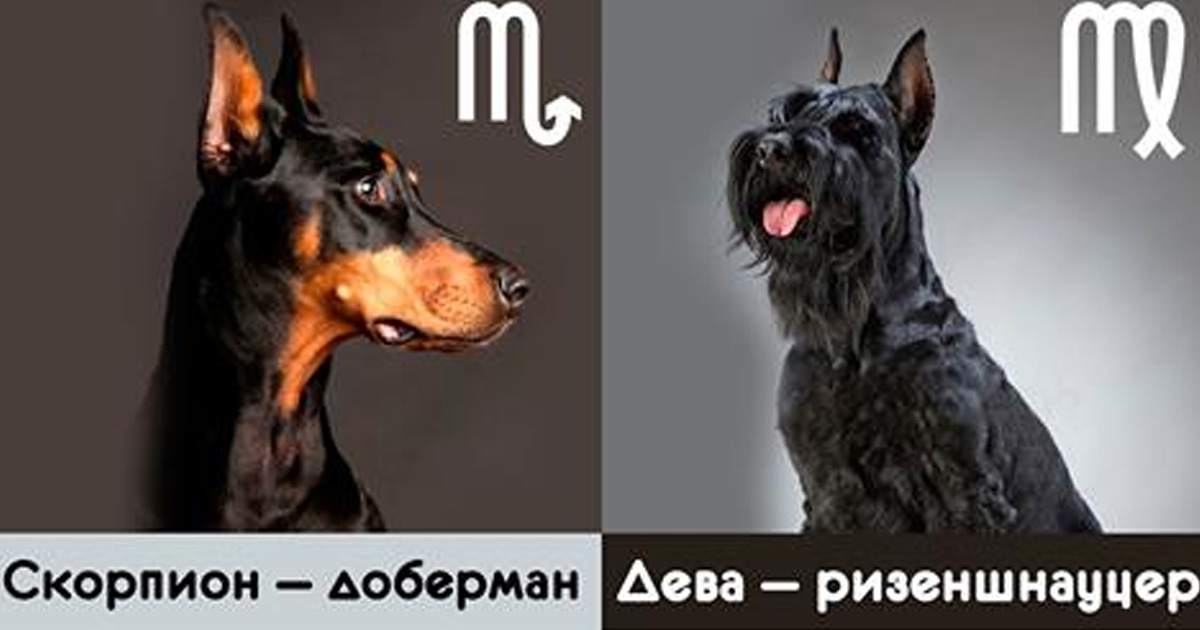 Ваш знак зодиака расскажет, с собакой какой породы вы больше всего похожи