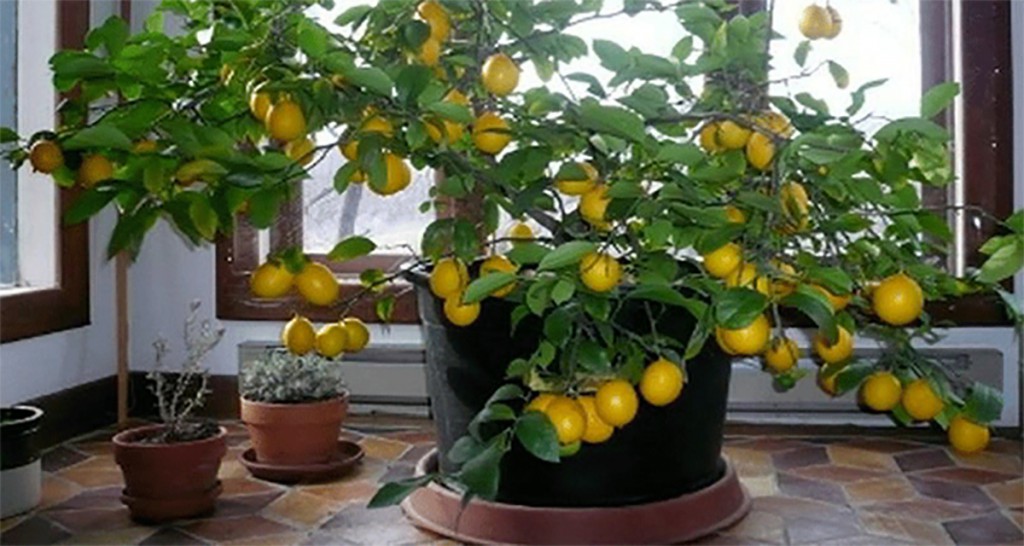 Как вырастить лимонное дерево в домашних условиях (подробная инструкция).