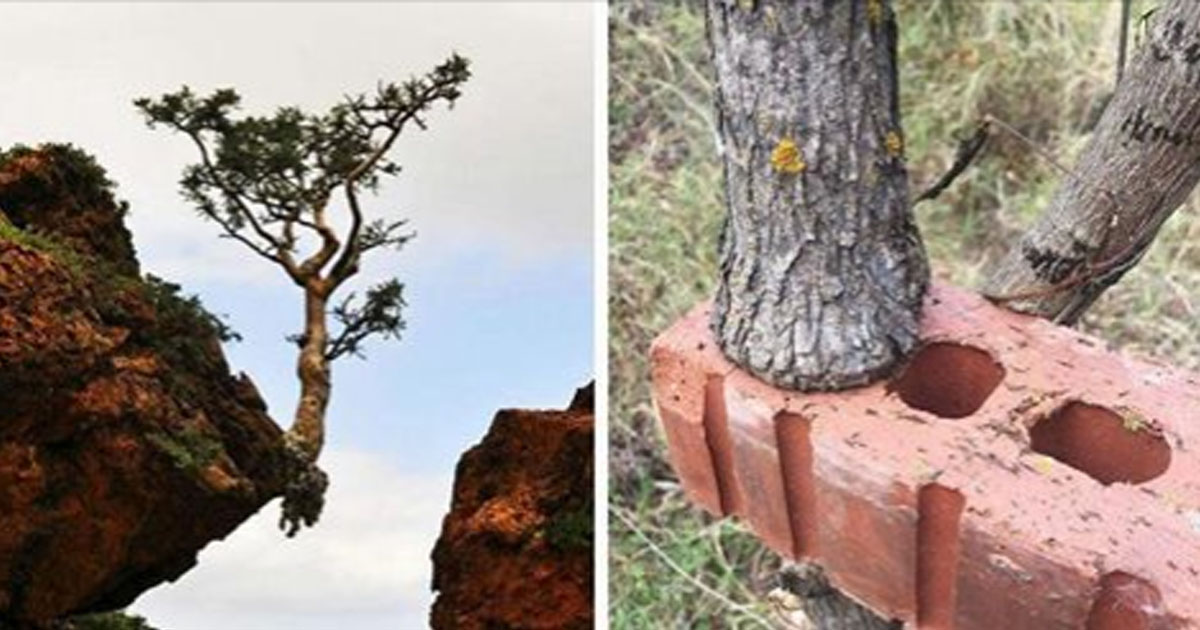 30 деревьев, которые продолжают расти несмотря ни на что