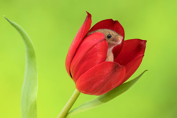 Фотограф на цыпочках, пробираясь сквозь тюльпаны, снимает мышей. Потрясающие работы!