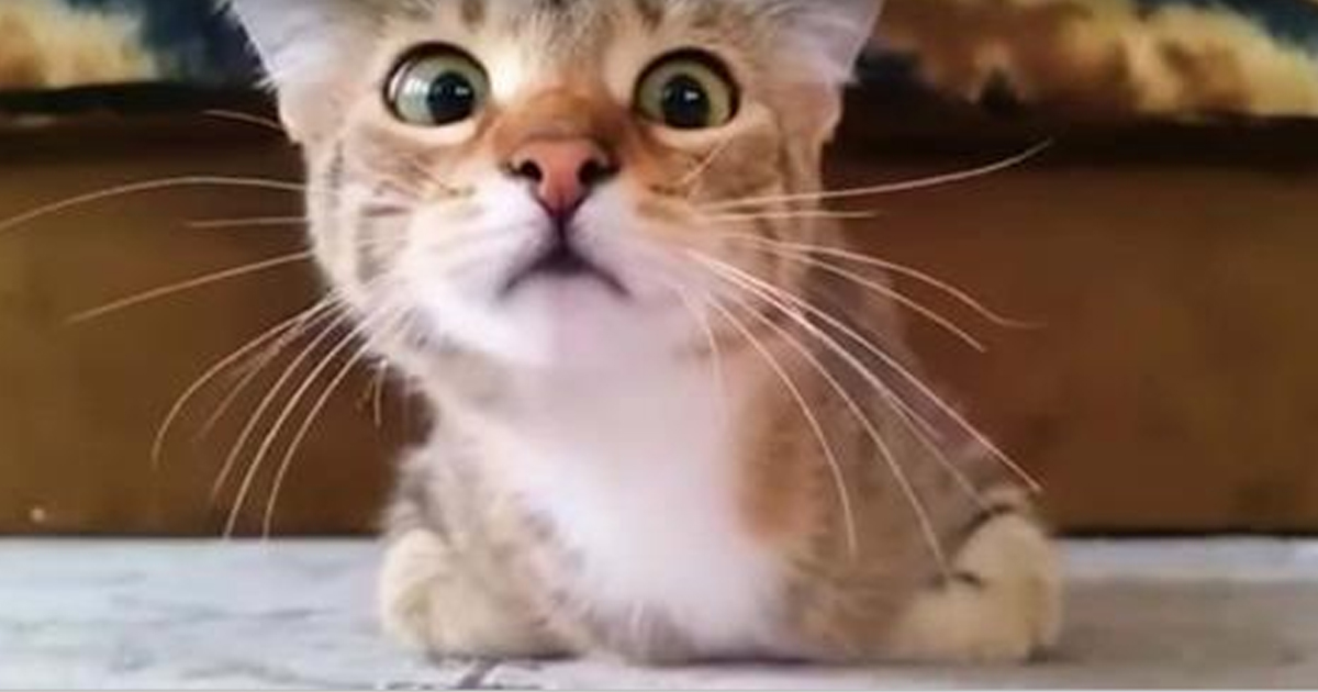 Кот, который смотрит фильм ужасов, стал звездой Интернета