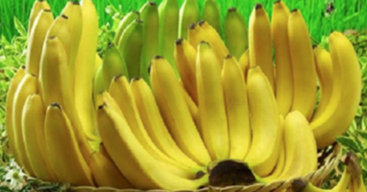 10 фактов о бананах