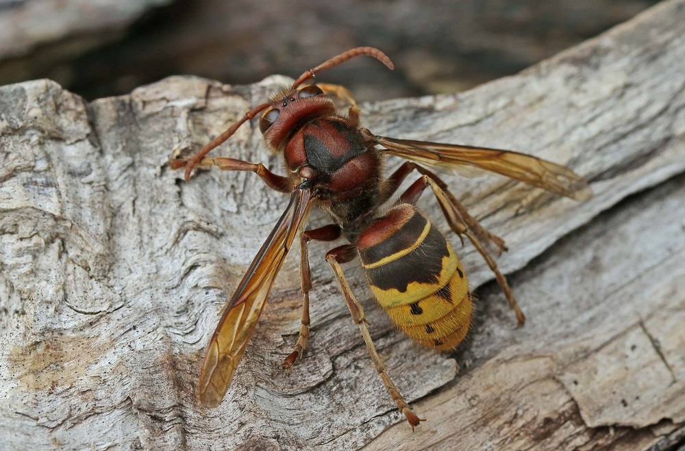 10 распространенных укусов насекомых, которые надо уметь различать этим летом