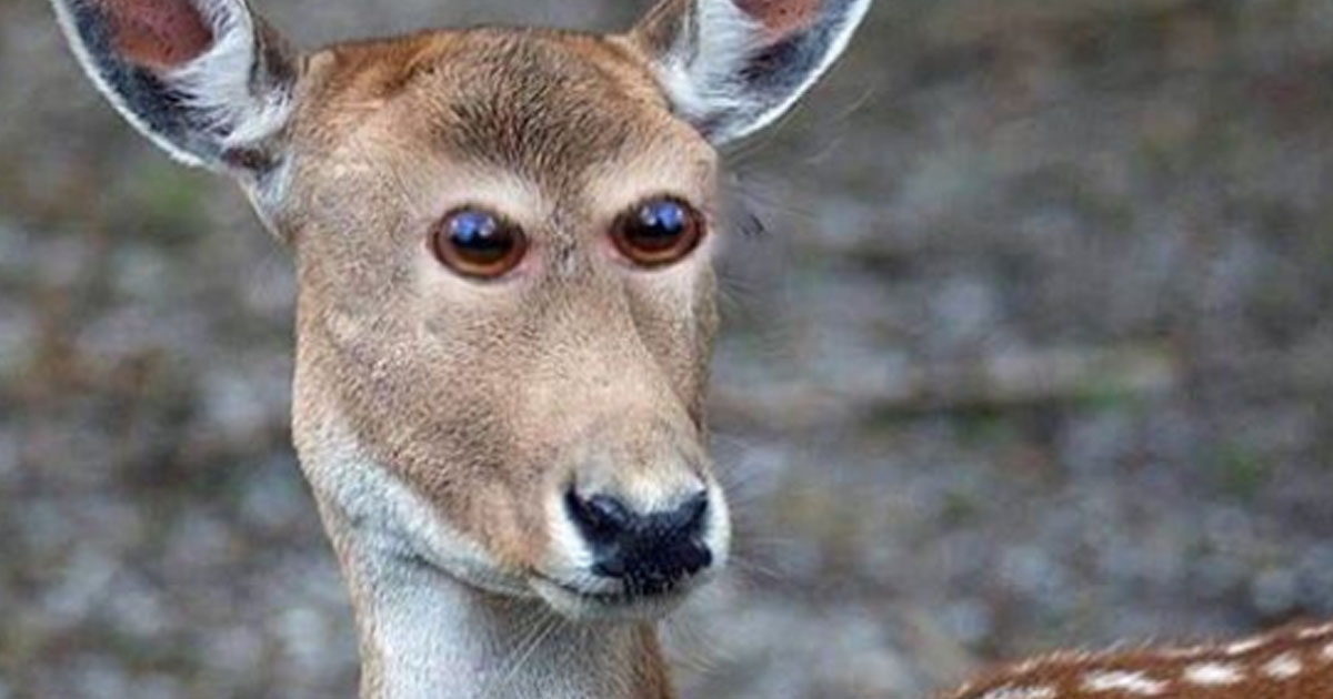 Как бы выглядели животные, если бы их глаза были спереди