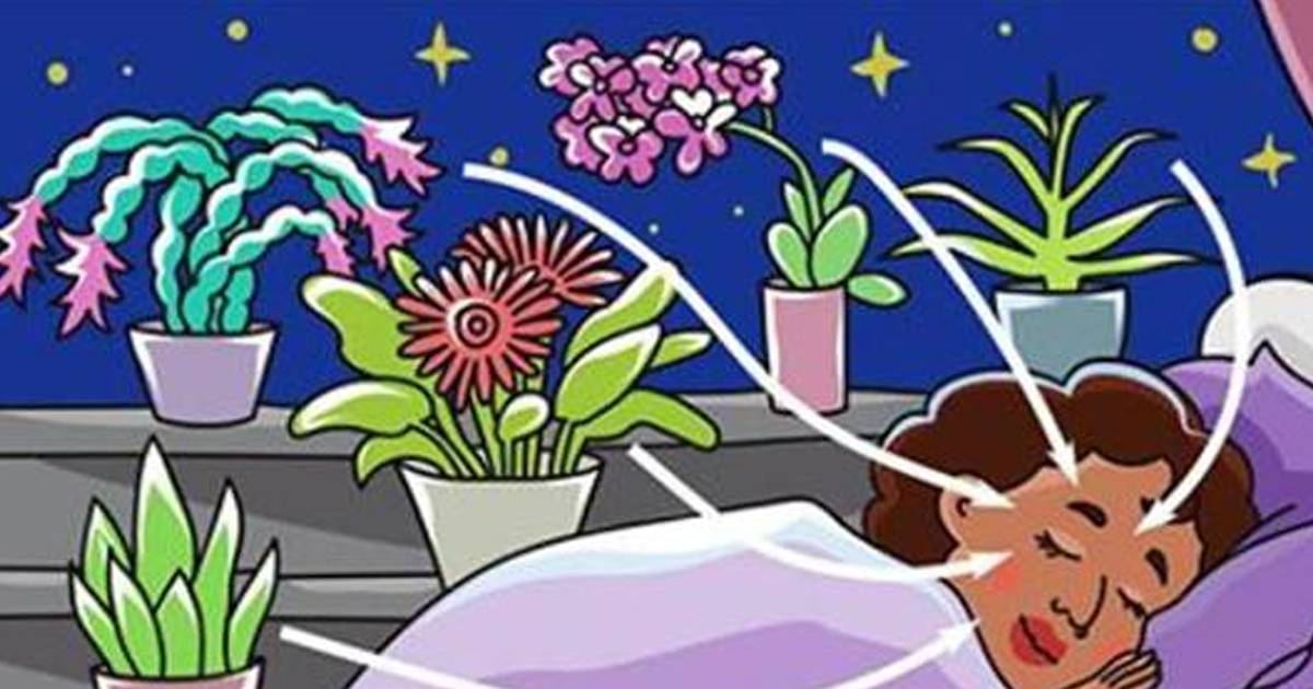 9 растений, которые хорошо иметь в спальне