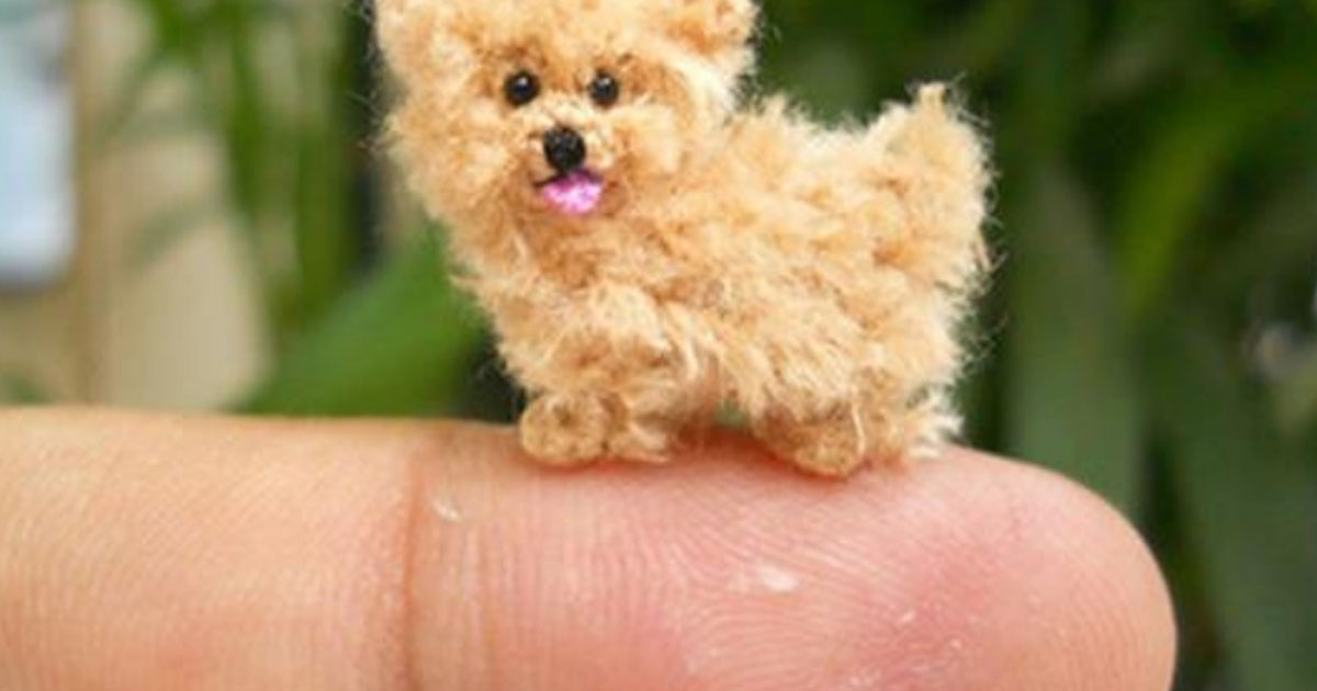Шесть пород самых маленьких собак в мире, которые умещаются на ладони .