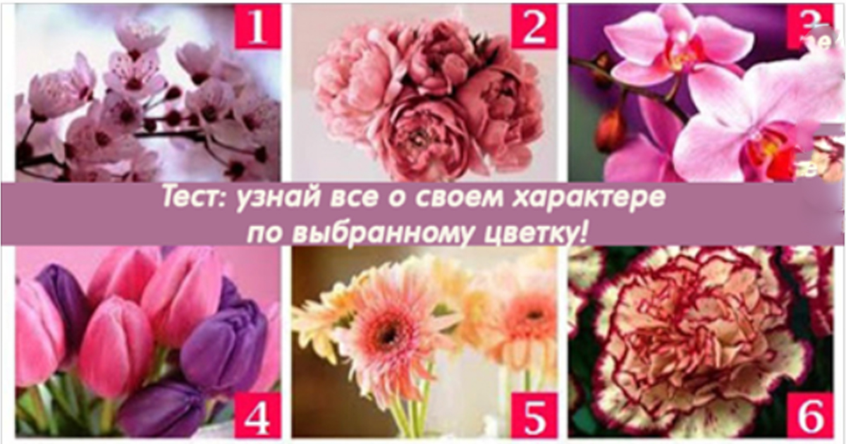 Тест: узнай все о своем характере по выбранному цветку!