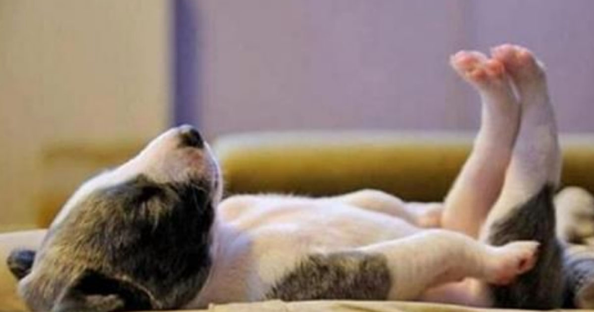 25 милейших щенков, готовых спать при любых обстоятельствах