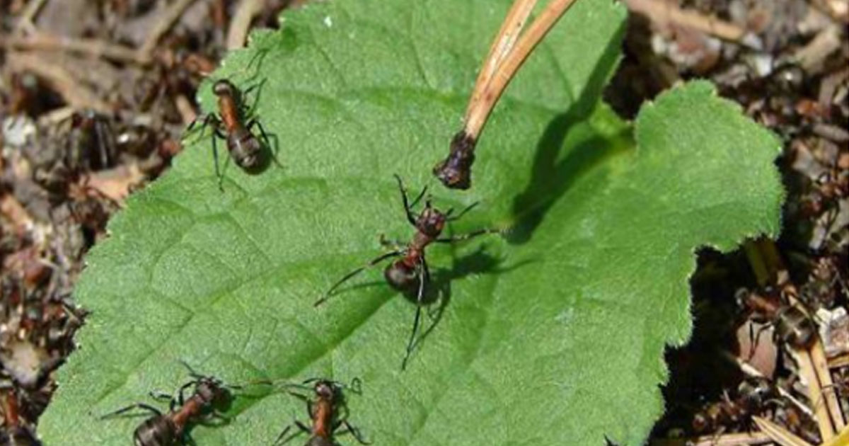 Как легко и надолго избавиться от муравьев на садовом участке