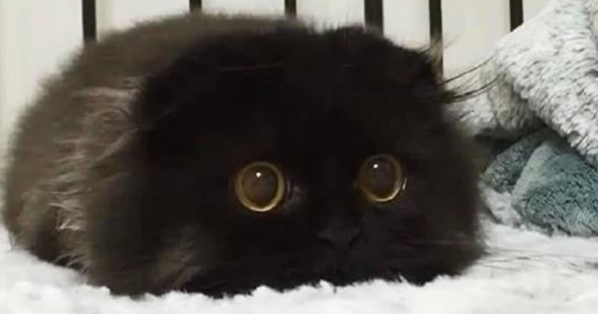Знакомьтесь, Джимо — кот с самыми большими глазами