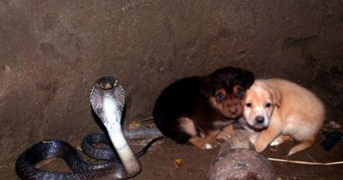 2 щенка попали в яму с коброй спустя 48 часов спасатели были потрясены увиденным