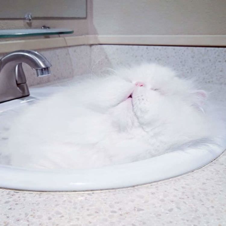 19 смешных фотографий кошек доказывающие, что они жидкие