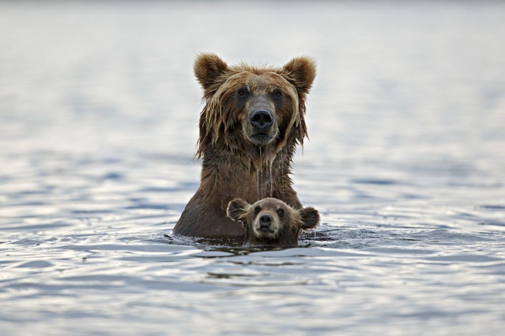 10+ лучших снимков National Geographic за год