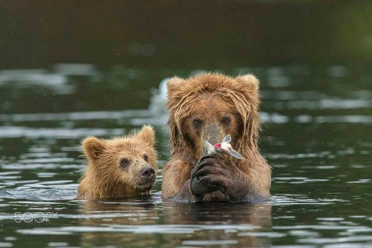 15 невероятно милых фотографий медведиц с детьми