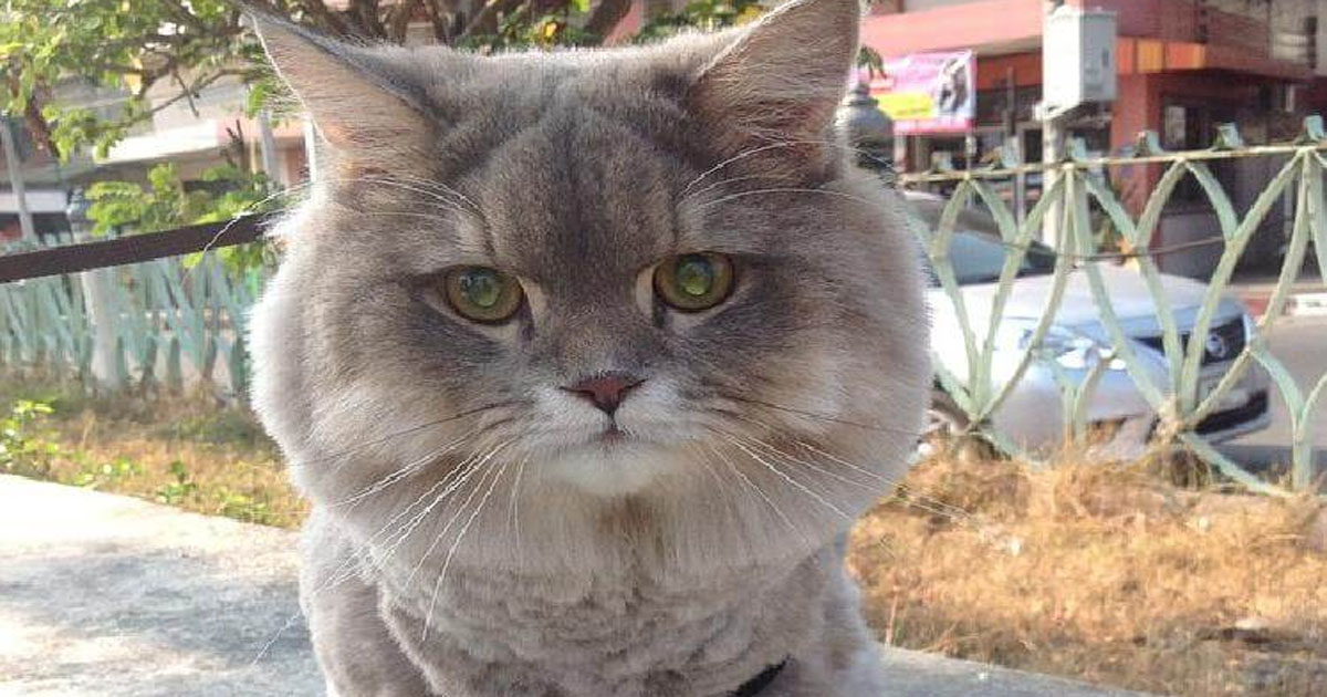 Самый популярный кот в Таиланде. Знакомьтесь — Бон-Бон