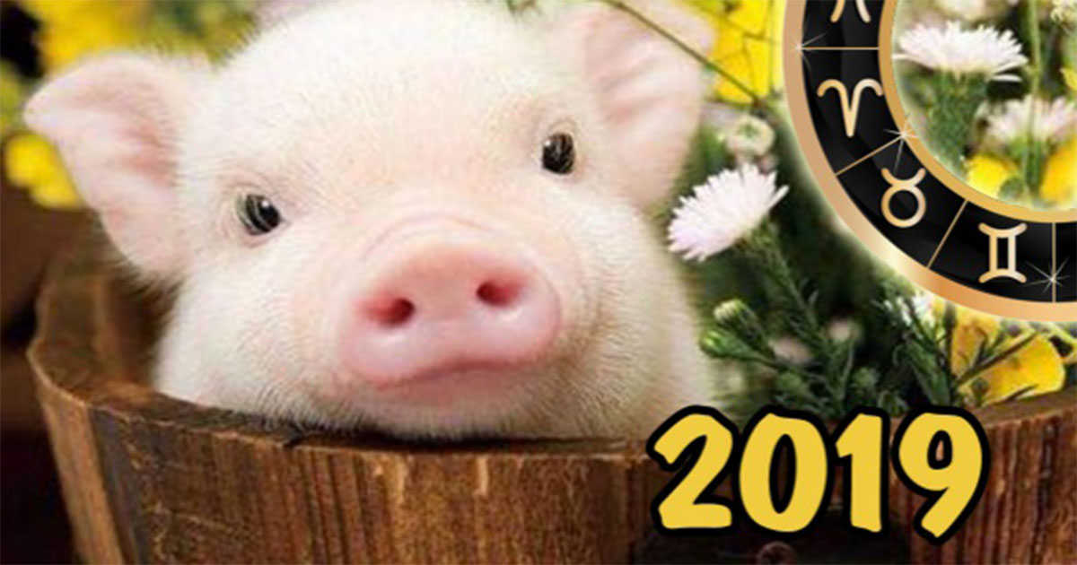 Что нам обещает 2019 год Желтой Земляной Свиньи