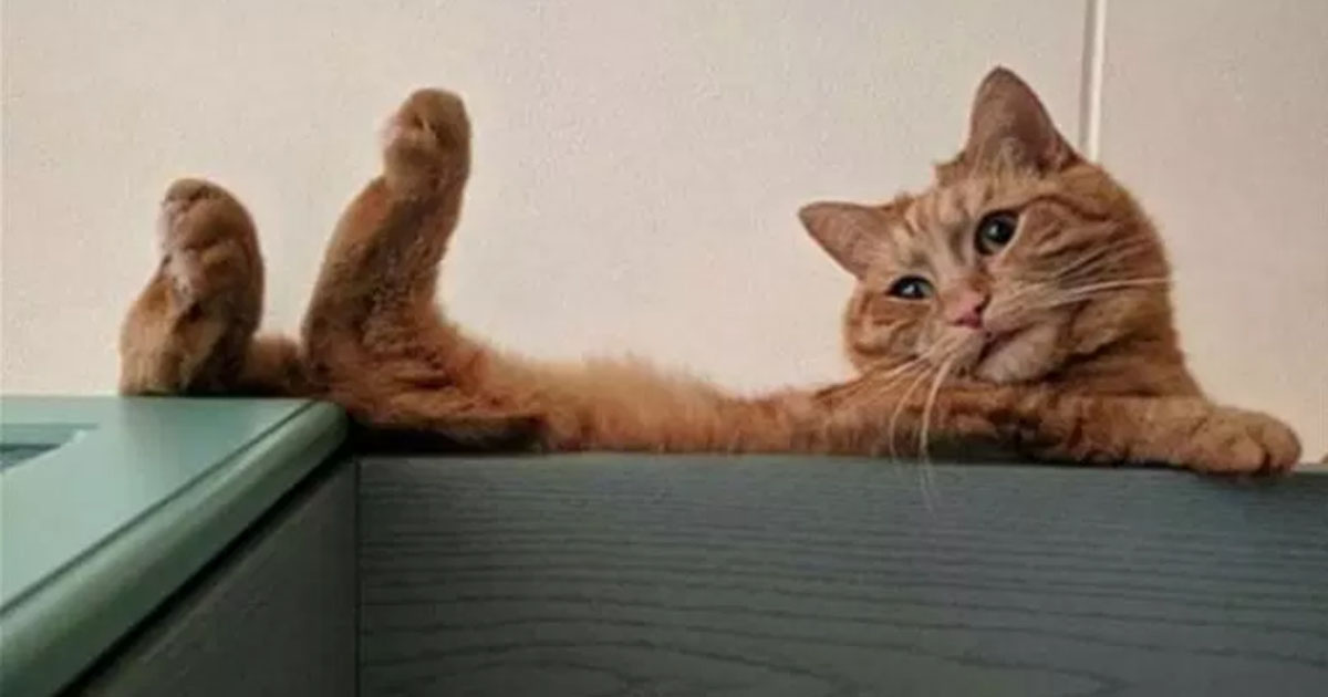 25 доказательств того, что коты могут принять любую дурацкую позу