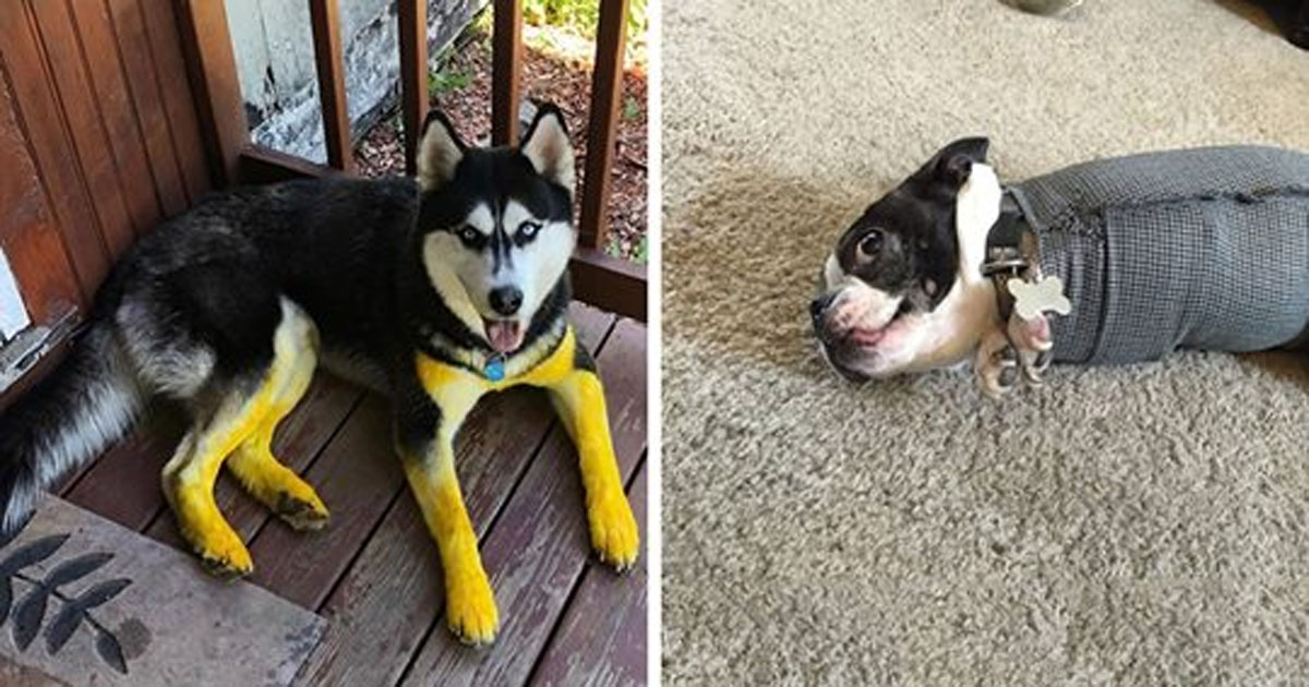 20 фотографий собак, которые попали в неловкие ситуации, но нисколько об этом не жалеют