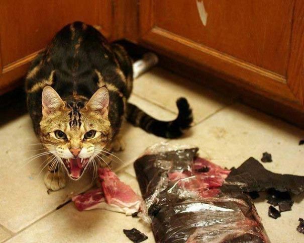 30 фотографий, доказывающих, что коты — дьявольские создания