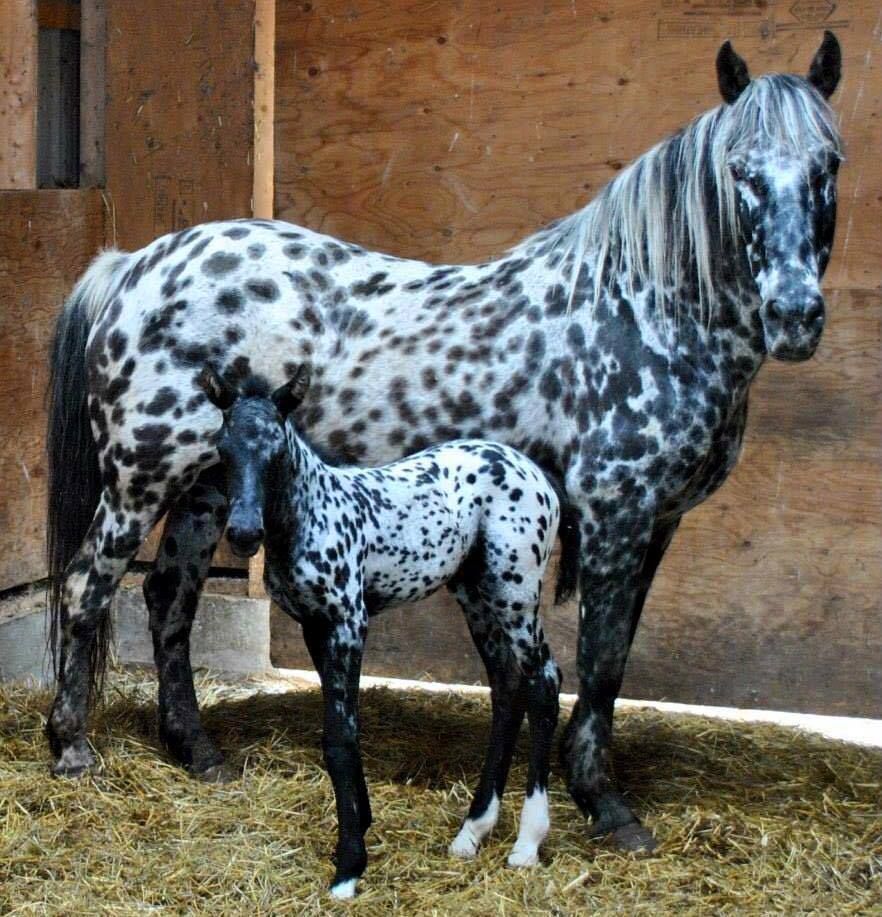 Самые необычные лошади разных пород, красота которых восхищает