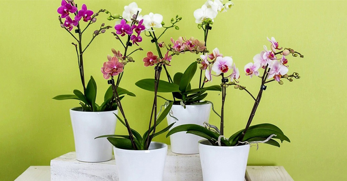 10 правил, чтобы орхидея цвела снова и снова.