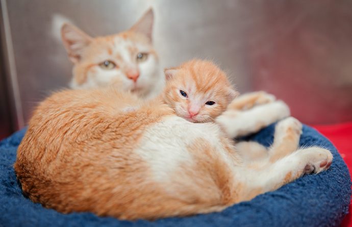 «Я люблю тебя, малыш» 10 самых милых фото кошек с котятами