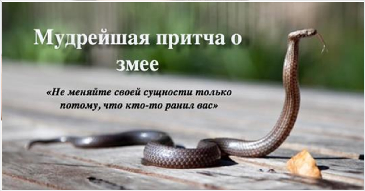 «Не меняйте своей сущности только потому, что кто-то ранил вас» — мудрейшая притча о змее
