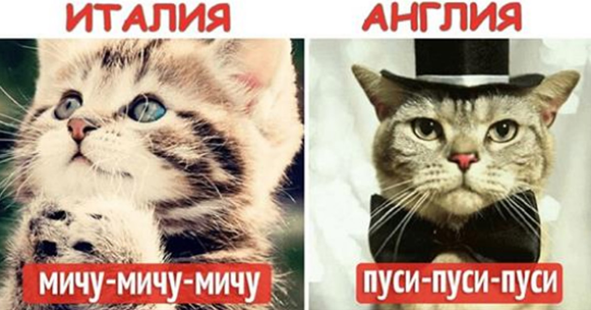 Вот как подзывают кошек в разных странах мира