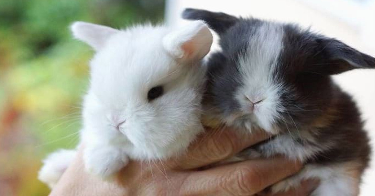 Прелестные крольчата (фото).