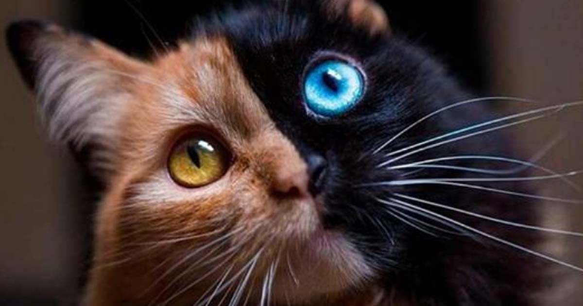 Кошка с самым редким окрасом в мире