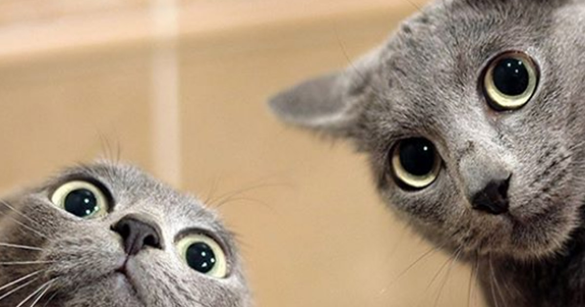 10 забавных случаев, когда коты якобы сделали селфи