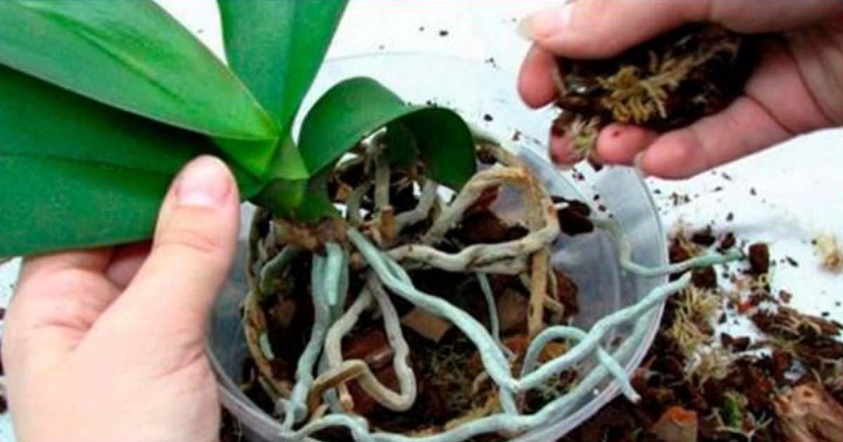 9 правил, благодаря которым орхидея будет активно цвести круглый год.