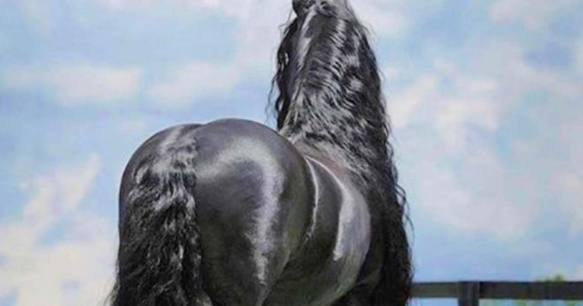 Фотогеничный фризский конь хорошо известен своей красотой