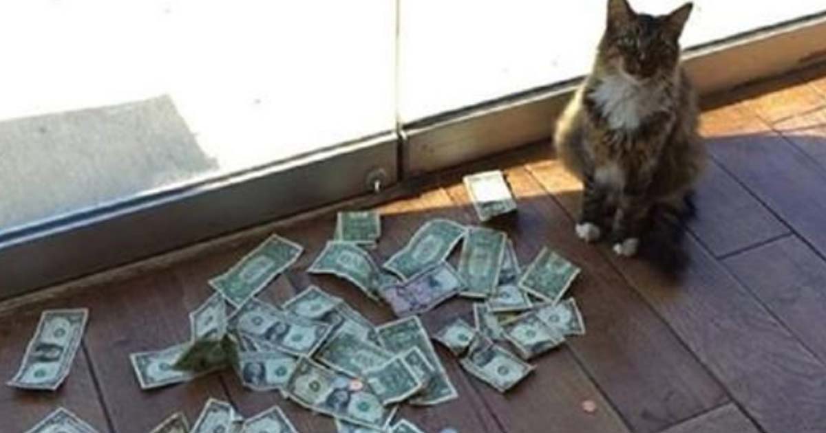 Кот, который научился зарабатывать деньги сам