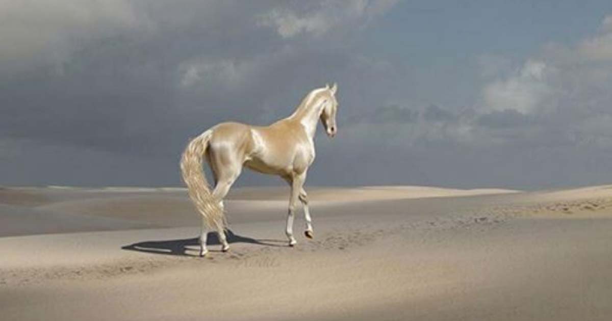 Ак Гёз Гели – самый красивый конь ахалтекинской породы