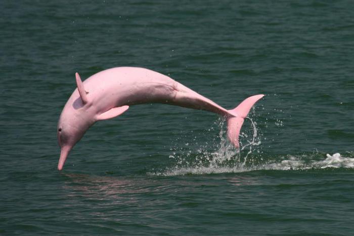 Моряку удалось снять на камеру розового дельфина