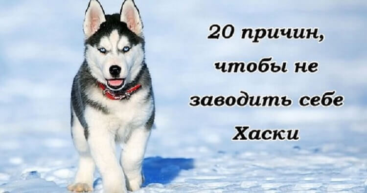 Хотите завести в своем доме хаски?20 Фактов о Хаски