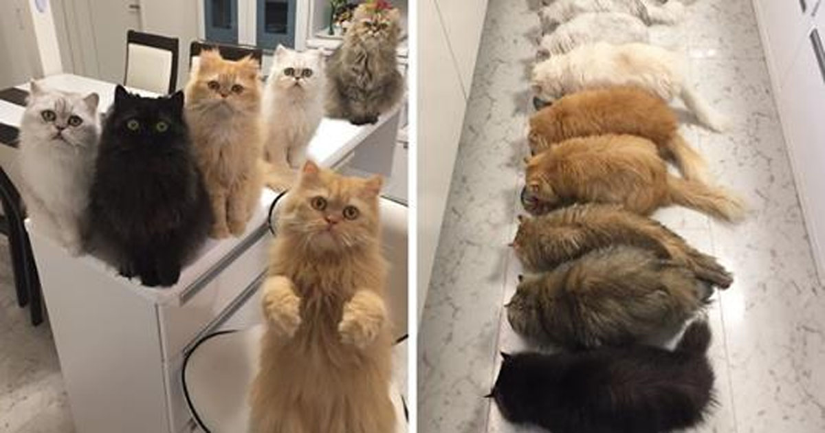 Хозяйка 12 кошек взорвала Интернет пушистыми фото для перфекционистов