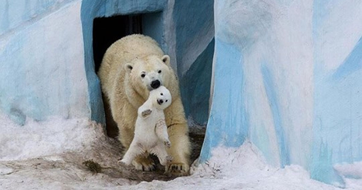 13 забавных и трогательных моментов из жизни белых медведей