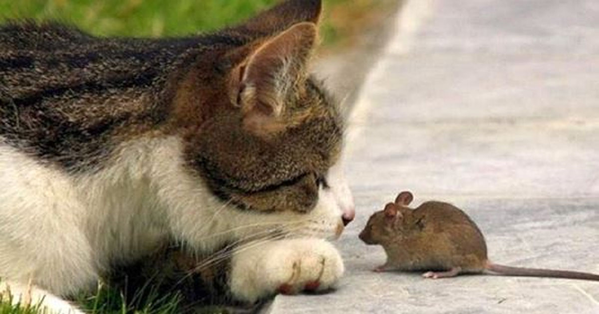 15+ очаровательных фотографий, доказывающих, что дружба между котами и мышами возможна