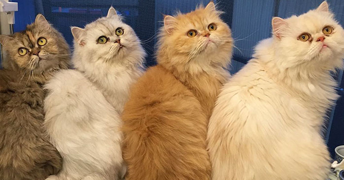 Хозяйка 12 кошек удивила Интернет пушистыми — фото для перфекционистов