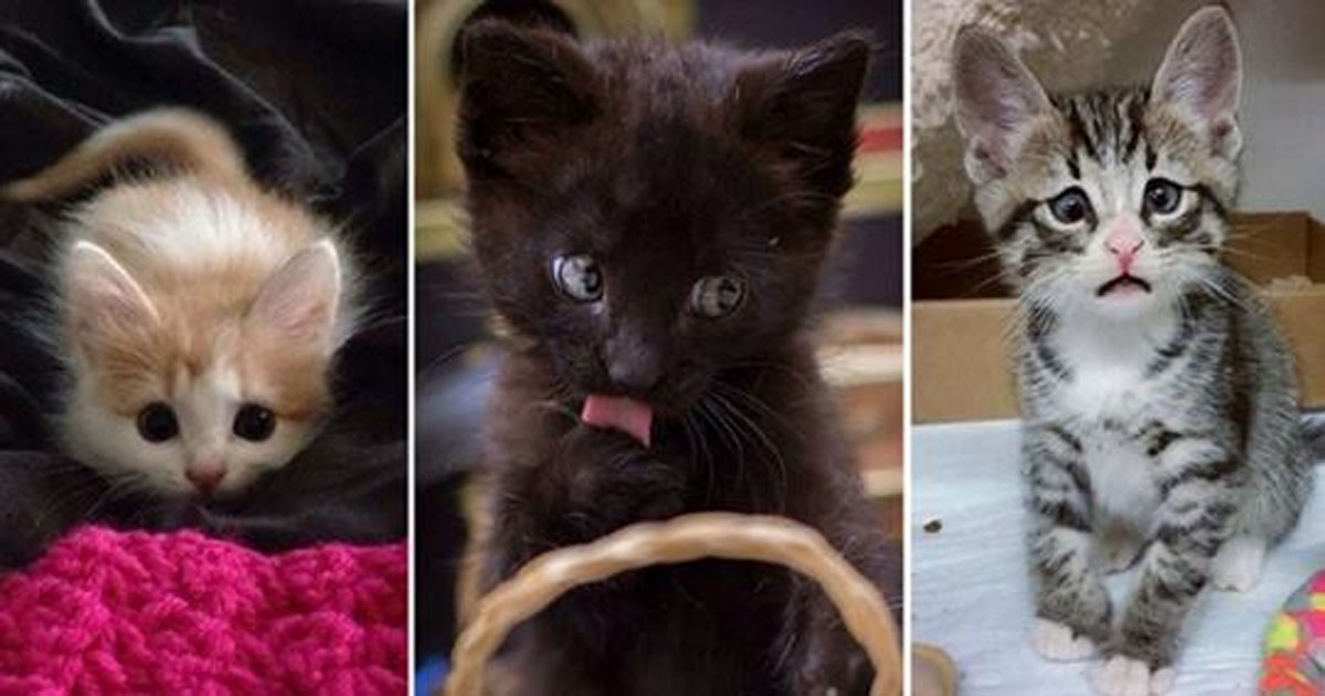 15+ самых мимимишных котят для тех, кому хочется поднять себе настроение