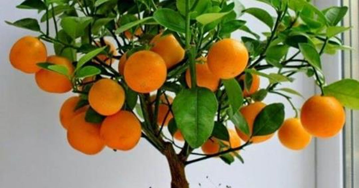 Маракуйя, лимоны, инжир и другие фрукты, которые можно вырастить у себя в квартире