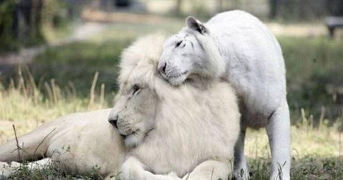 Фото события: у белого льва и белой тигрицы родились детеныши лигрята.