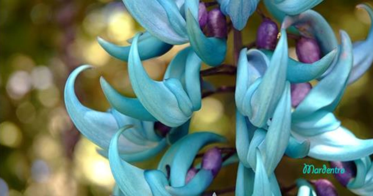 Настоящее чудо природы — редчайший цветок под названием нефритовая лоза