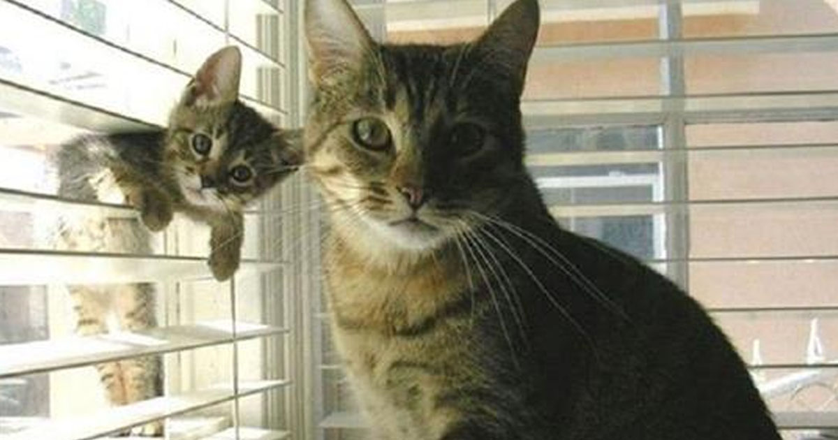 10 самых милых фото кошек с котятами