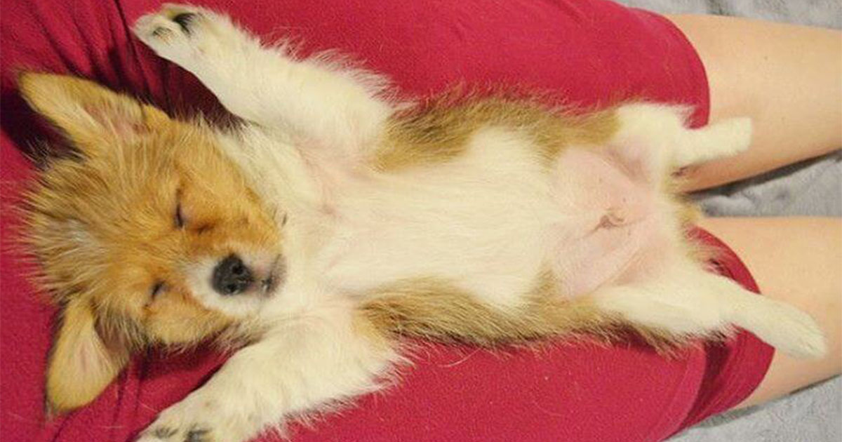 30 фото потрясающих щенков, которые могут уснуть где угодно и как угодно