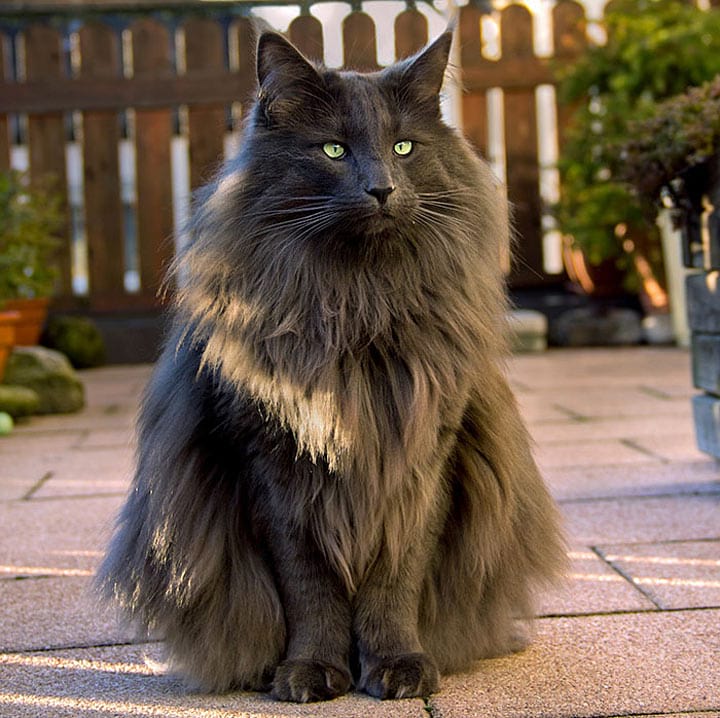 20 самых красивых котов в мире, от которых вы будете в восторге