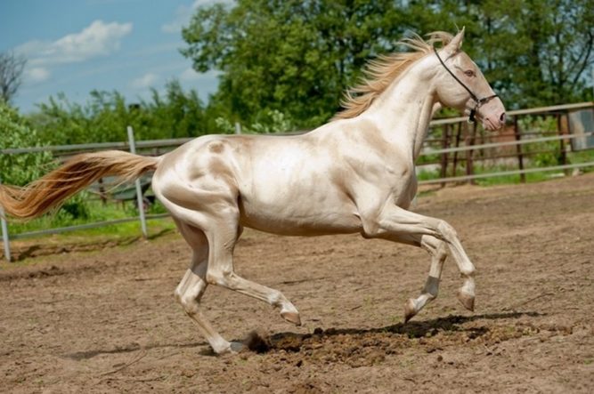 От красоты и величия этих лошадей захватывает дух